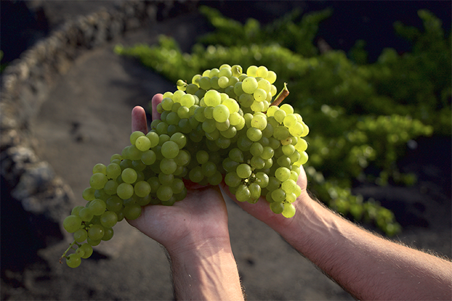 uva-malvasia-lanzarote
